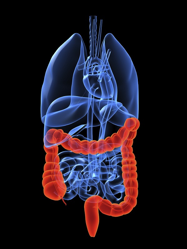large_intestine.jpg