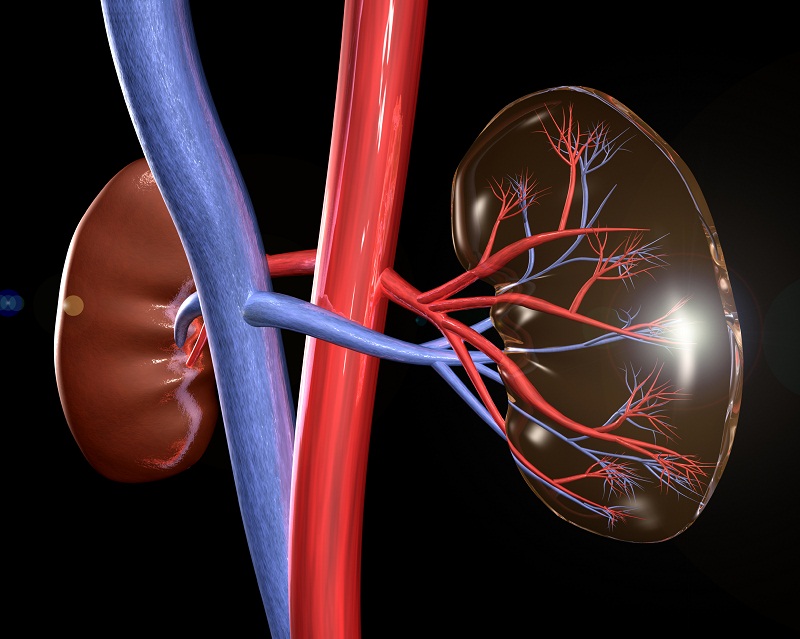 kidney_3dimage.jpg