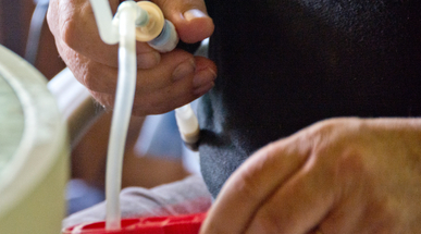 iStock-185842263_peritoneal dialysis.jpg