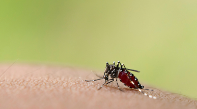 dengue-mosquito-dengue-fever.jpg