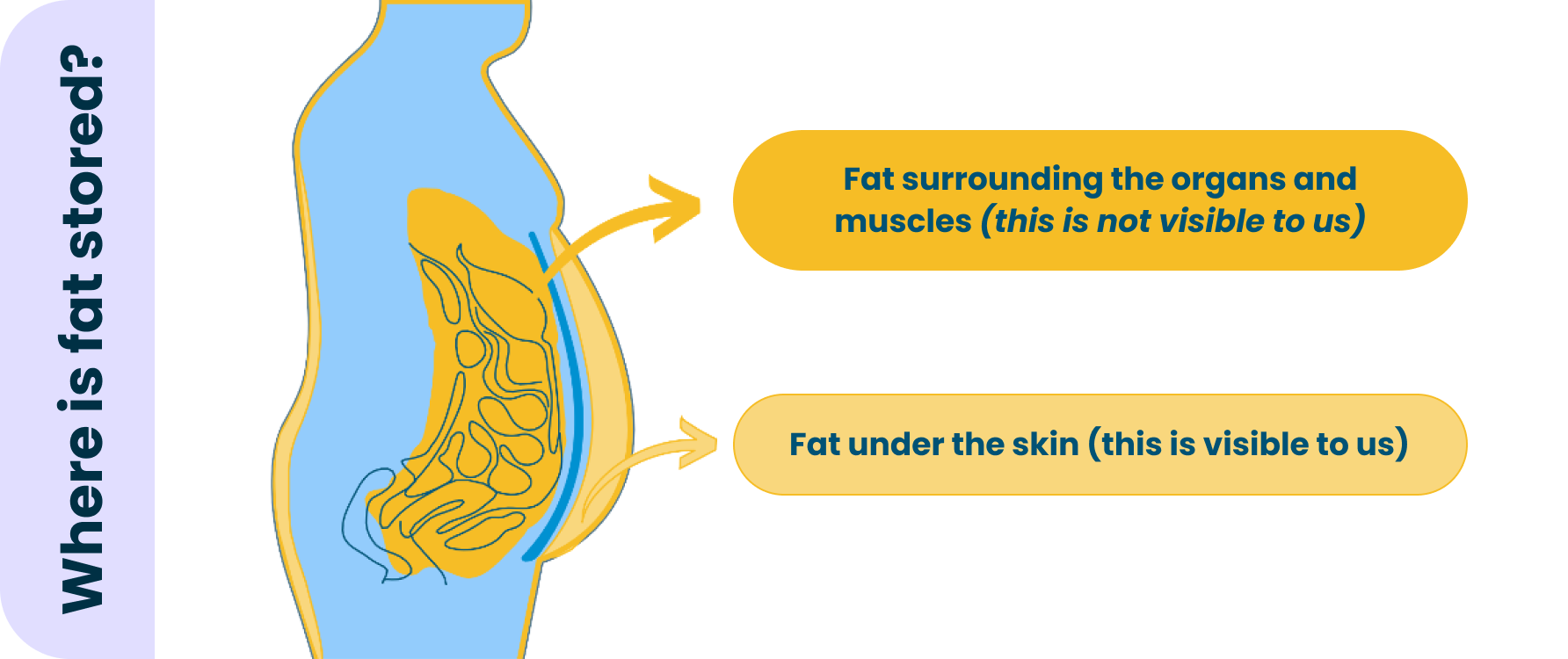 Where is fat stored?